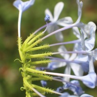 Plumbago auriculata Lam.